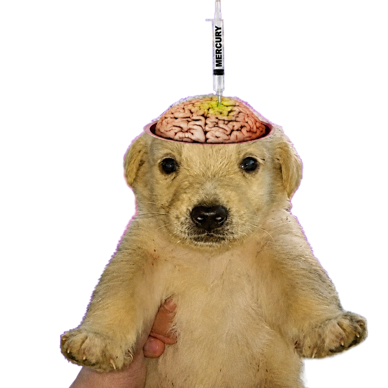 A puppy with the top of its skull open and a syringe above it